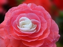 Blume 2949_Bildgröße ändern